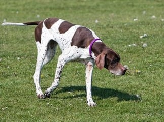 Pointer anglais